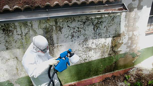 Trusted Black Mold Removal service in Ramsey, MN - Cheap Mold Removal